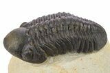 Detailed Reedops Trilobite - Atchana, Morocco #272832-2